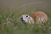 Gelengi-Anadolu Yersincab / Spermophilus xanthoprymnus / Anatolian Souslik-Ground Squirrel 